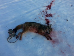 coyote 1 down